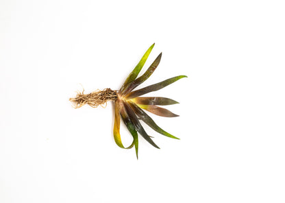 Buy 2 Get 1 Free - Xyris Sp. Red Rare Red Aquarium Plant Low Light Freshwater Plant for Fish Tank Terrarium