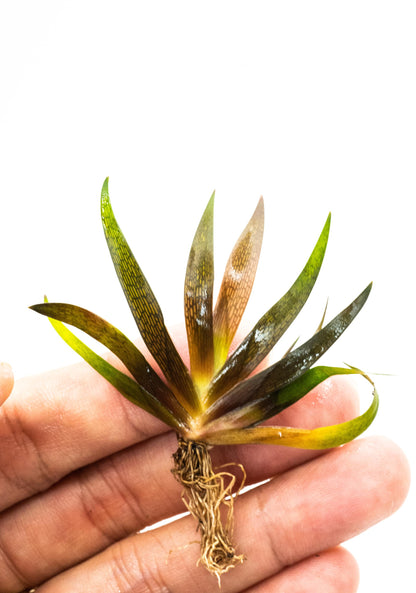 Buy 2 Get 1 Free - Xyris Sp. Red Rare Red Aquarium Plant Low Light Freshwater Plant for Fish Tank Terrarium