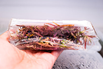 Hygrophila Chai Tissue Culture (Large Bag) - Rare Live Aquarium Plant Low Light Fish Tank Terrarium Plant Easy Care