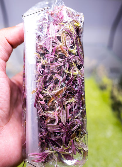 Hygrophila Chai Tissue Culture (Large Bag) - Rare Live Aquarium Plant Low Light Fish Tank Terrarium Plant Easy Care