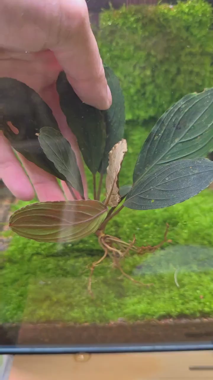 Bucephalandra Sp. Dark Skeleton King - Rare Aquarium Plants
