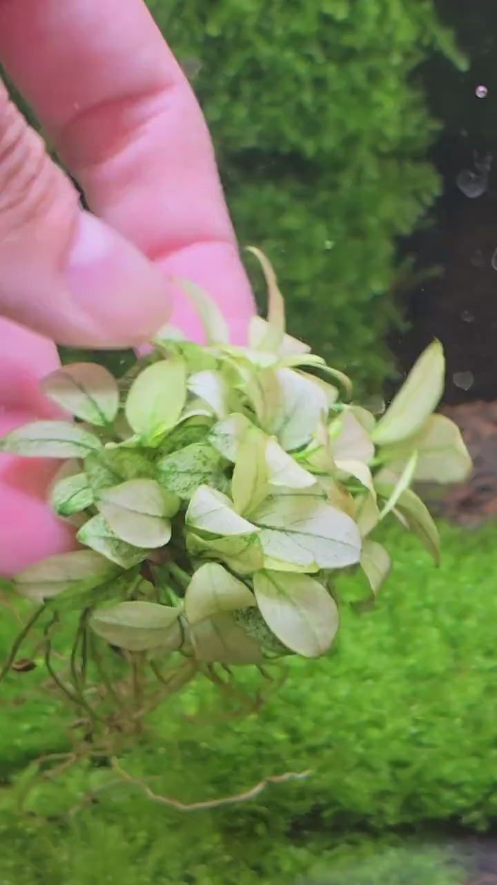 Anubias Nana 'Pinto' White – Easy Live Aquarium Plant (Buy 2 Get 1 Free)