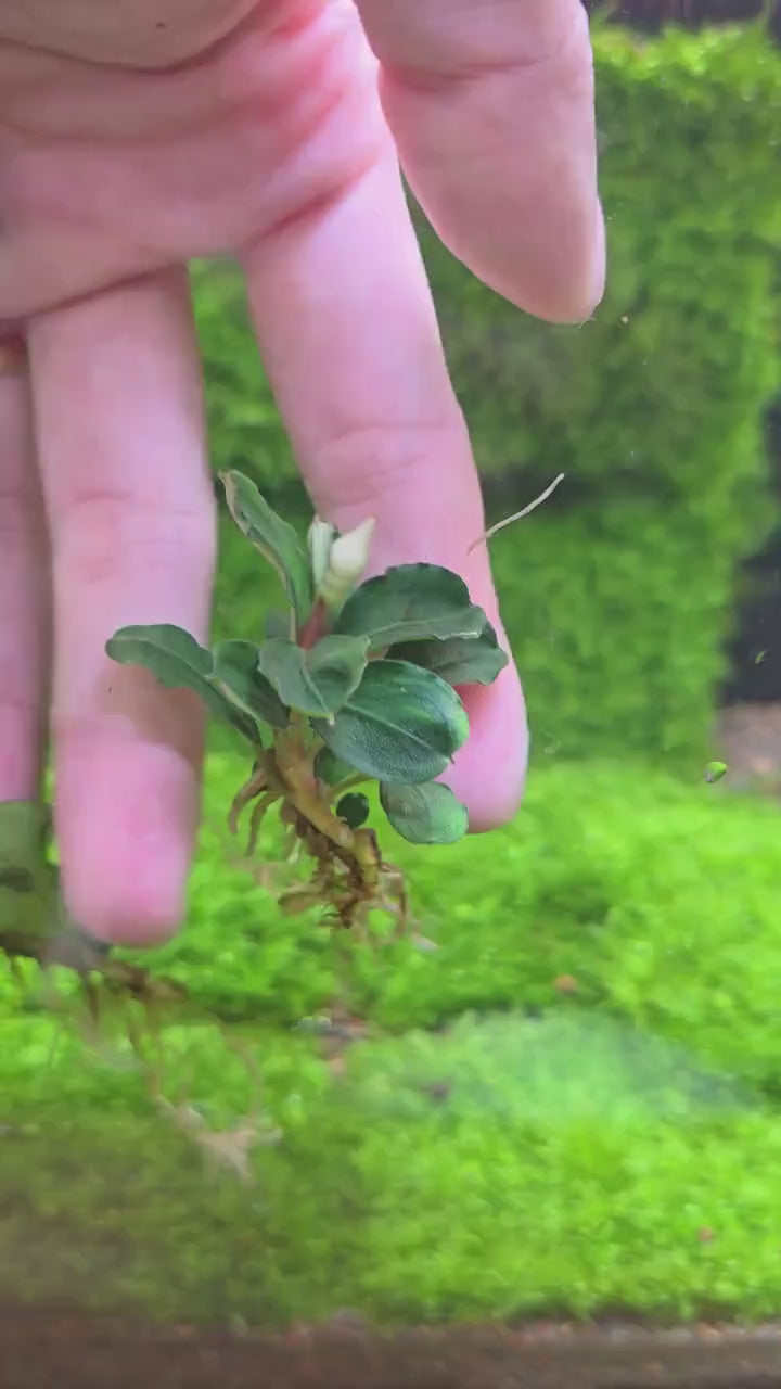 15 Rare Bucephalandra Plants + Mystery Bonus | Live Aquarium Plant