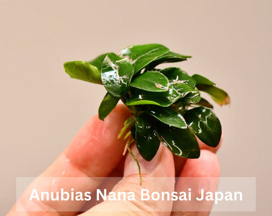 Buy 2 Get 1 Free * Anubias Nana Bonsai Japan - Aquarium Plant